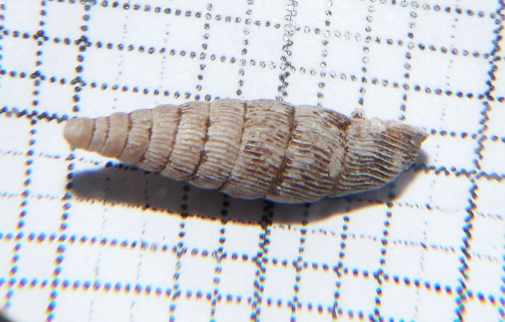 Clausilia?